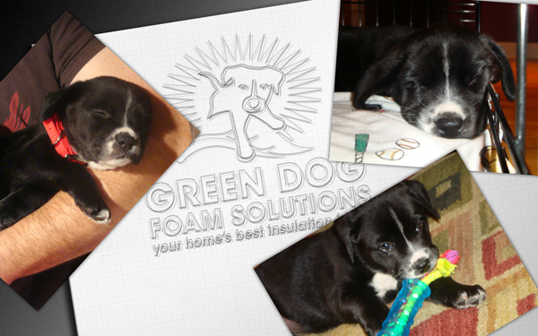 Green Dog logo 1